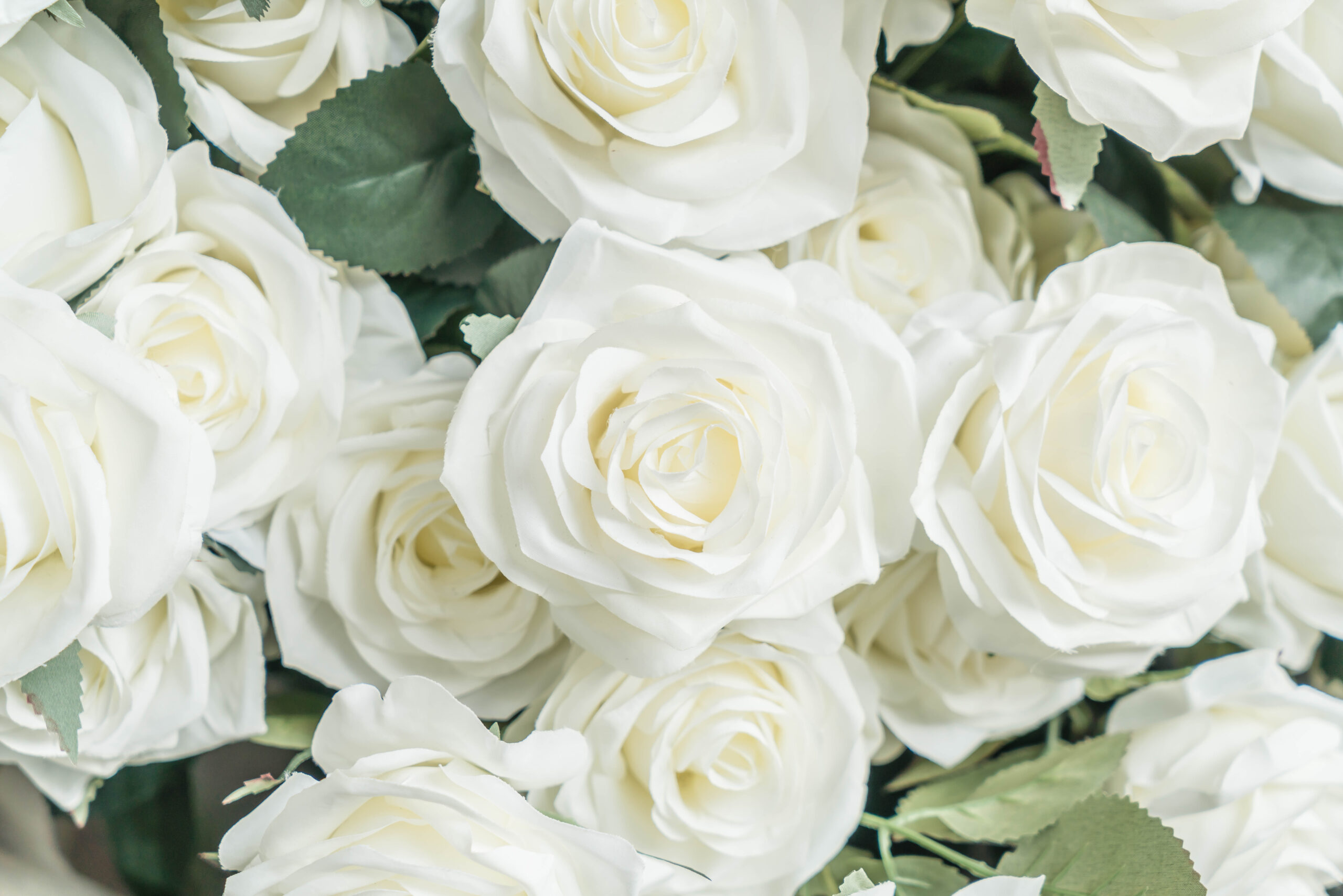 white roses